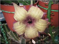 Stapelia grandiflora form